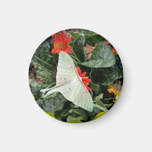 Captivating Luna Moth       Magnet