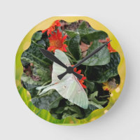 Captivating Luna Moth