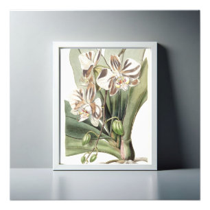 Captivating Moth Orchid Delicate Petals Photo Print