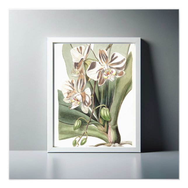 Captivating Moth Orchid Delicate Petals Photo Print (Front)