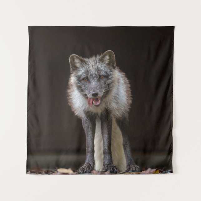  Captivating Silver Fox Tapestry (Front)