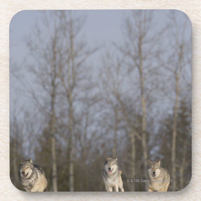 Captive, Duluth, Minnesota, USA 2 Coaster (Front)