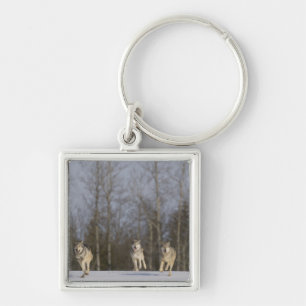 Captive, Duluth, Minnesota, USA 2 Keychain