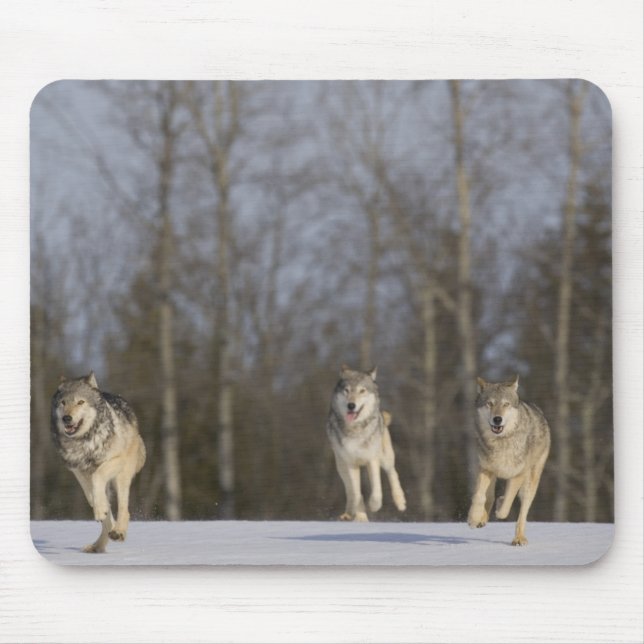 Captive, Duluth, Minnesota, USA 2 Mouse Pad (Front)