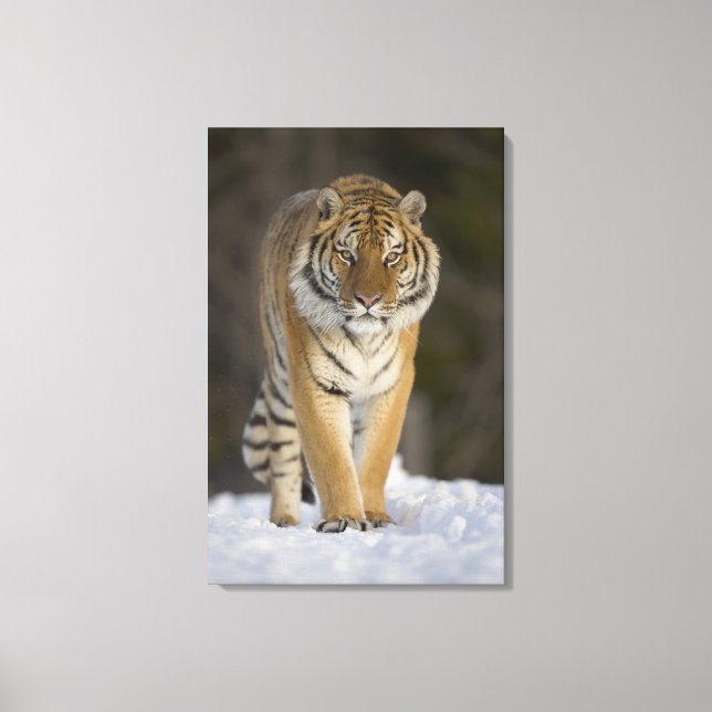 Captive, Duluth, Minnesota, USA Canvas Print (Front)