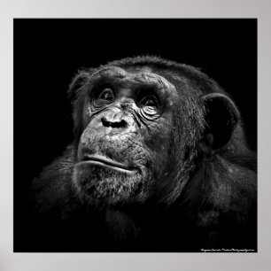 "Captive Exposure" Wildlife Chimp Artwork Portrait Poster