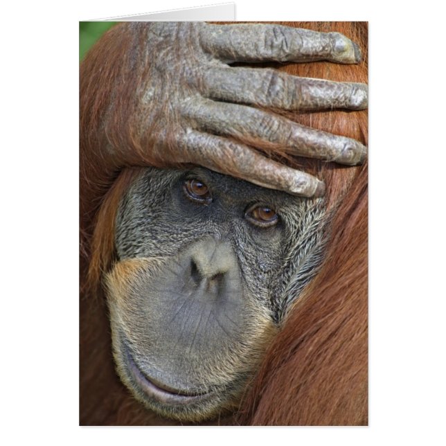 Captive female Sumatran Orangutan (Front)