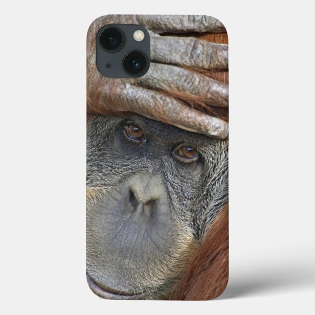 Captive female Sumatran Orangutan Case-Mate iPhone Case (Back)