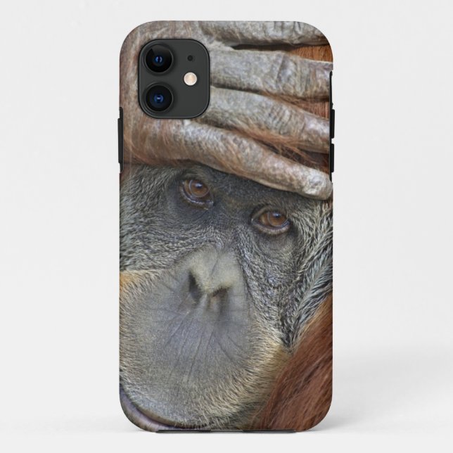 Captive female Sumatran Orangutan Case-Mate iPhone Case (Back)