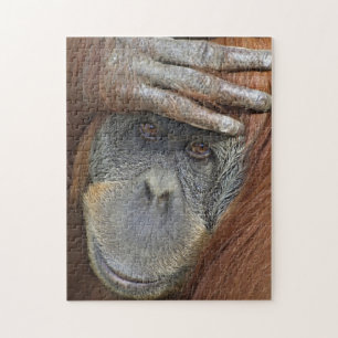 Captive female Sumatran Orangutan Jigsaw Puzzle