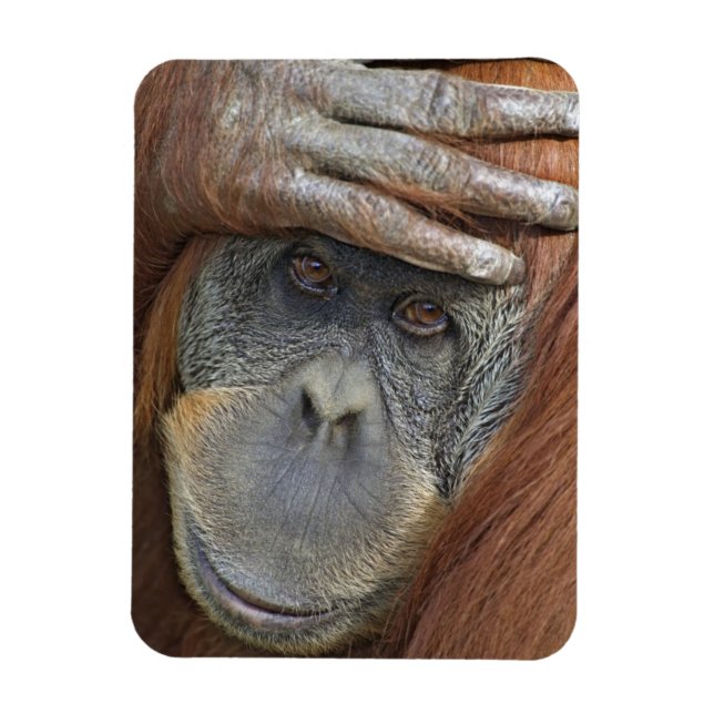 Captive female Sumatran Orangutan Magnet (Vertical)