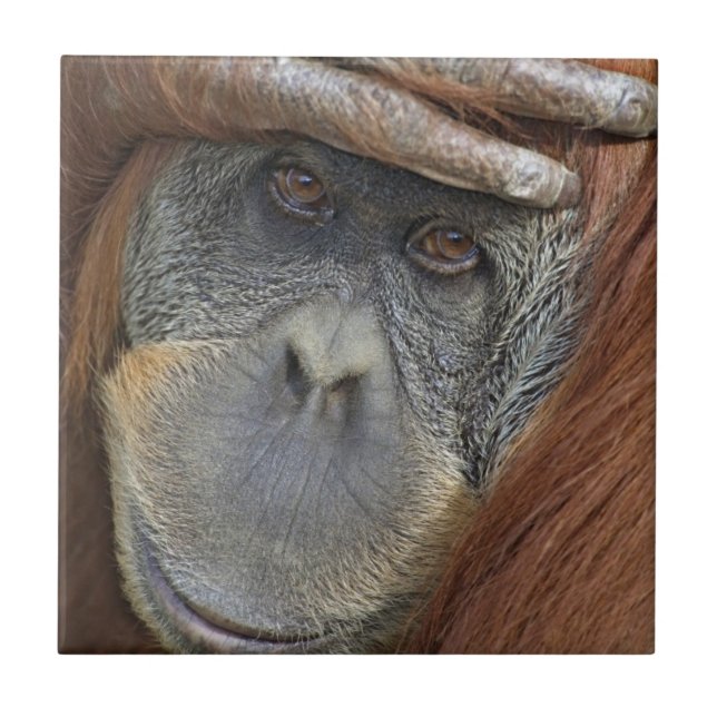 Captive female Sumatran Orangutan Tile (Front)