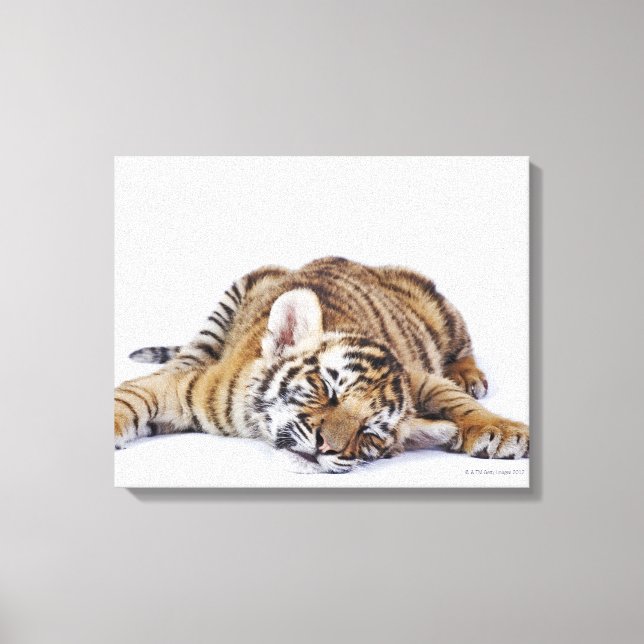 Captive, South Africa 2 Canvas Print (Front)