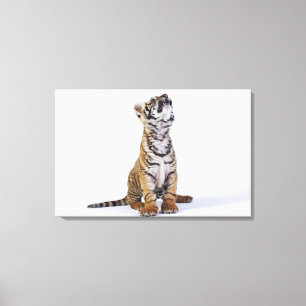 Captive, South Africa 4 Canvas Print