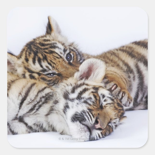 Captive, South Africa 4 Square Sticker (Front)