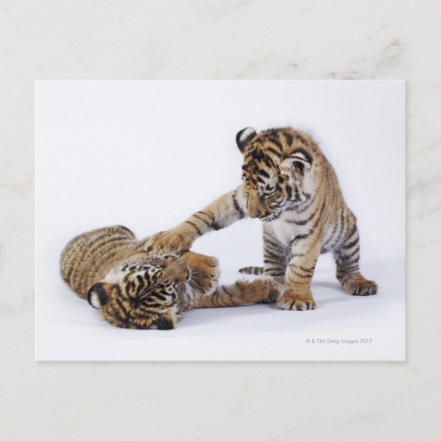 Captive, South Africa Postcard (Front)