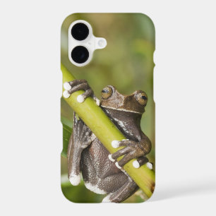 Captive Tapichalaca Tree Frog Hyloscirtus