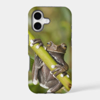 Captive Tapichalaca Tree Frog Hyloscirtus