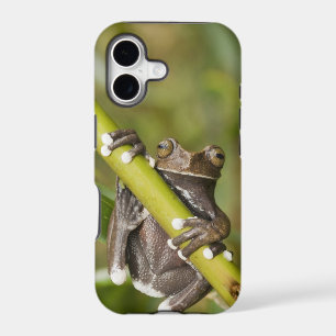Captive Tapichalaca Tree Frog Hyloscirtus