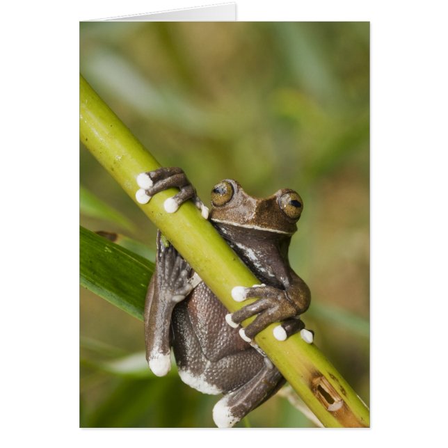 Captive Tapichalaca Tree Frog Hyloscirtus (Front)