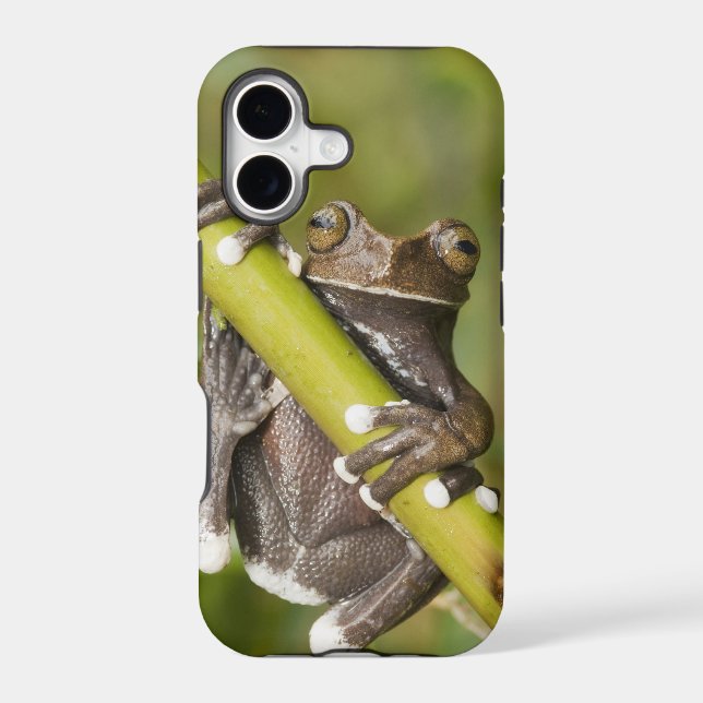 Captive Tapichalaca Tree Frog Hyloscirtus (Back)
