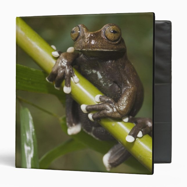 Captive Tapichalaca Tree Frog Hyloscirtus 2 Binder (Front/Inside)
