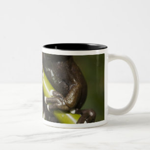 Captive Tapichalaca Tree Frog Hyloscirtus 2 Two-Tone Coffee Mug