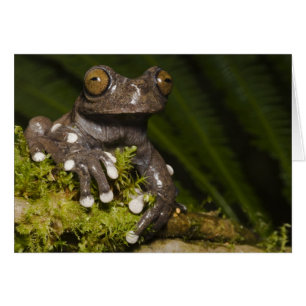 Captive Tapichalaca Tree Frog Hyloscirtus 3