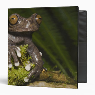 Captive Tapichalaca Tree Frog Hyloscirtus 3 Binder