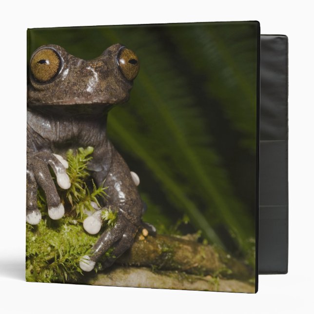 Captive Tapichalaca Tree Frog Hyloscirtus 3 Binder (Front/Inside)