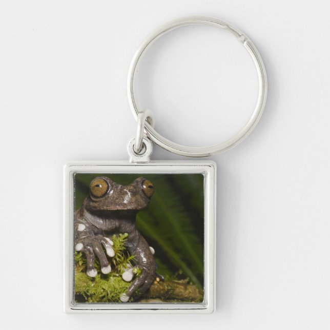 Captive Tapichalaca Tree Frog Hyloscirtus 3 Keychain (Front)