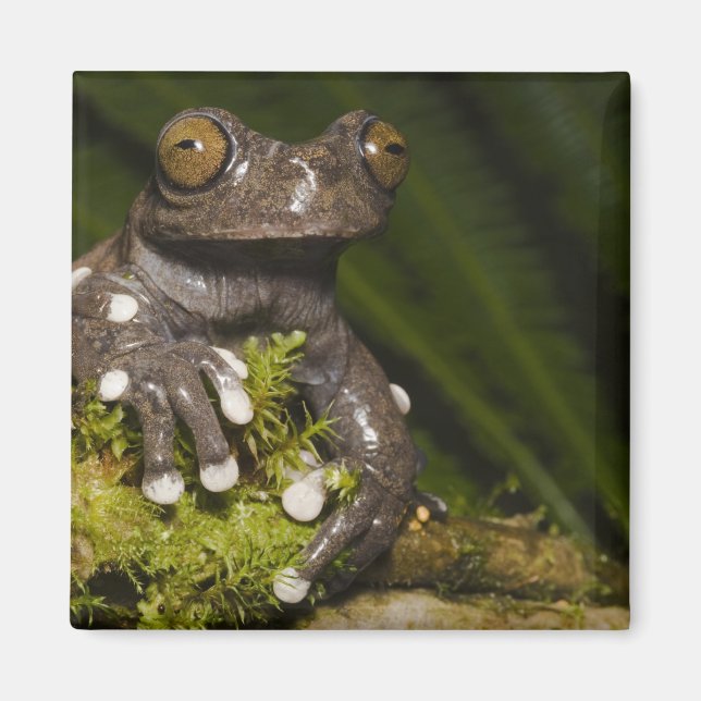 Captive Tapichalaca Tree Frog Hyloscirtus 3 Magnet (Front)