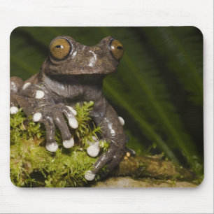 Captive Tapichalaca Tree Frog Hyloscirtus 3 Mouse Pad
