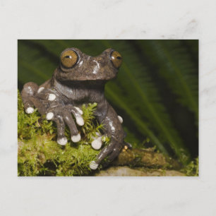 Captive Tapichalaca Tree Frog Hyloscirtus 3 Postcard