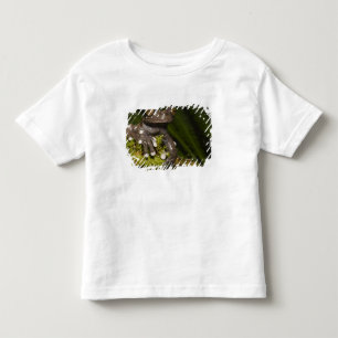 Captive Tapichalaca Tree Frog Hyloscirtus 3 Toddler T-shirt
