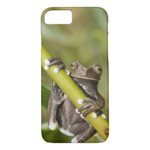 Captive Tapichalaca Tree Frog Hyloscirtus iPhone 8/7 Case