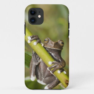 Captive Tapichalaca Tree Frog Hyloscirtus iPhone 11 Case