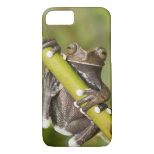 Captive Tapichalaca Tree Frog Hyloscirtus iPhone 8/7 Case