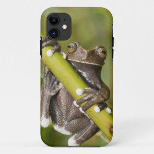 Captive Tapichalaca Tree Frog Hyloscirtus iPhone 11 Case