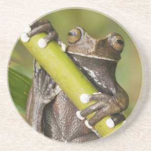 Captive Tapichalaca Tree Frog Hyloscirtus Coaster