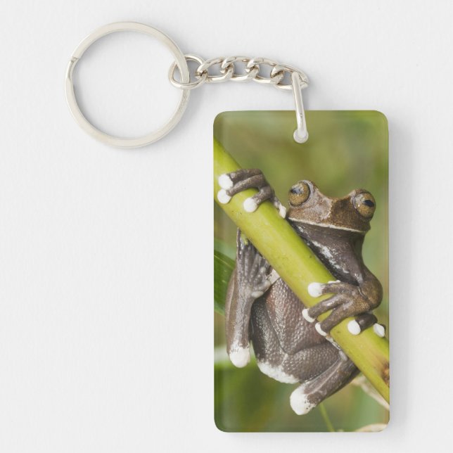 Captive Tapichalaca Tree Frog Hyloscirtus Keychain (Front)