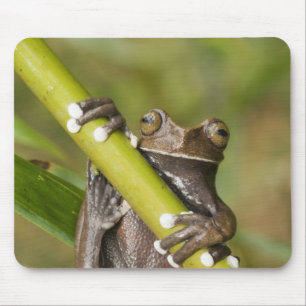 Captive Tapichalaca Tree Frog Hyloscirtus Mouse Pad