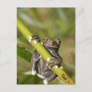 Captive Tapichalaca Tree Frog Hyloscirtus Postcard