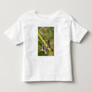 Captive Tapichalaca Tree Frog Hyloscirtus Toddler T-shirt