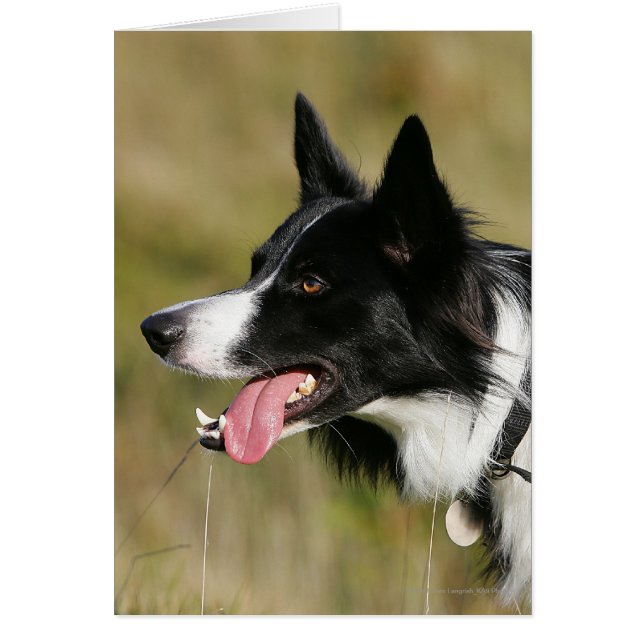 Capture d'écran de la bordure Collie 2 (Devant)
