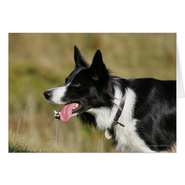 Capture d'écran de la bordure Collie 2 (Devant horizontal)