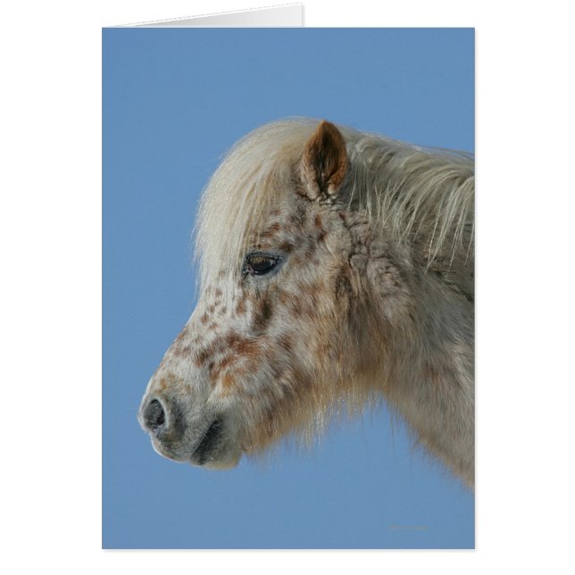 Capture d'écran du cheval miniature (Devant)