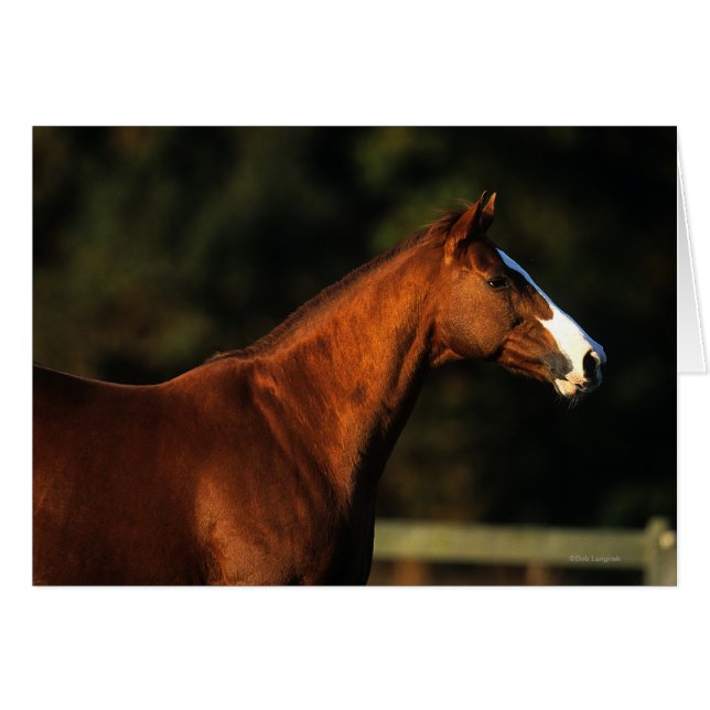 Capture d'écran du cheval Thoroughbred (Devant horizontal)