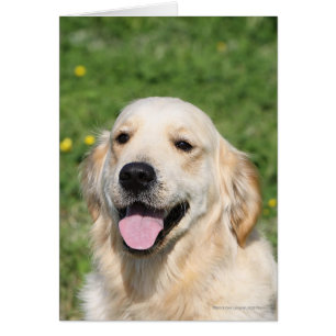 Capture d'écran Golden Retriever 1