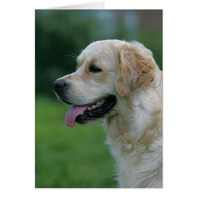Capture d'écran Golden Retriever 2 2 (Devant)